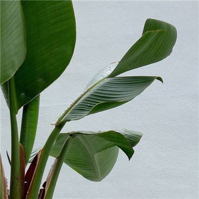 NG28加拿大软件下载