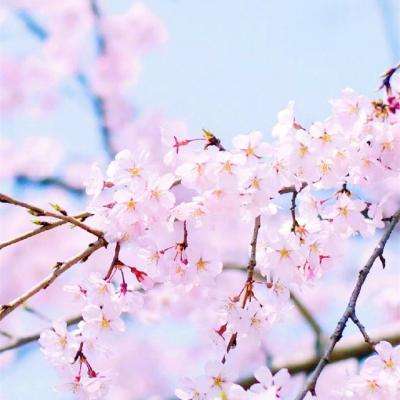 半岛·体育综合APP下载